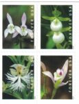 Shop Wild Orchids 2027