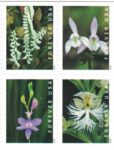 Shop Wild Orchids 2027