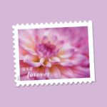 Shop Dahlias Stamps 350 2027