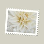 Shop Dahlias Stamps 350 2027