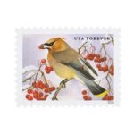 Shop Songbirds In Snow Forever Stamps 2027