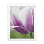 Shop Tulip Blossoms Cheap Postage Forever 1Stamps 1 2027