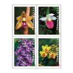 Shop Wild Orchids 2027