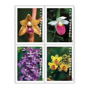 Shop Wild Orchids 2027
